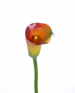 Calla lelie (Zantedeschia)  55 cm